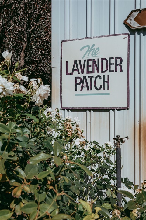 Leven K Farm Inglewood Lavender - Paulina Eaborn 