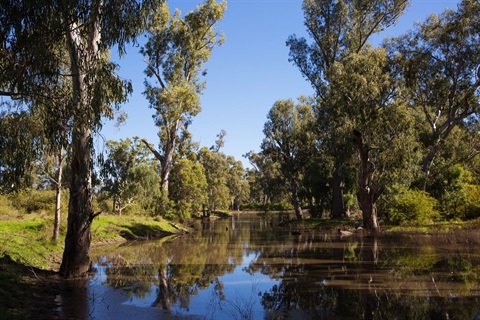 Goondiwindi Town Common 