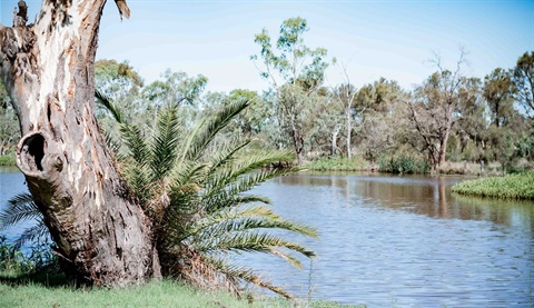 Yelarbon Lagoon taken by Caitlin Morris