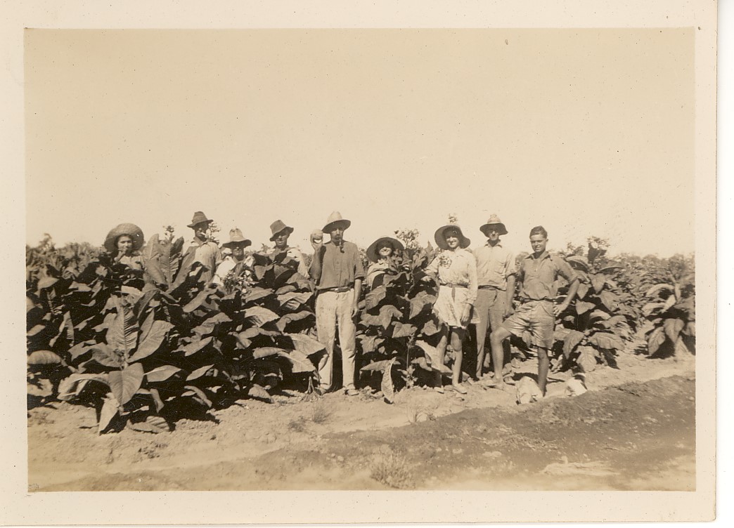 Tobacco Pickers (Piccini family) on E Stower's nth of Inglewood 1940
