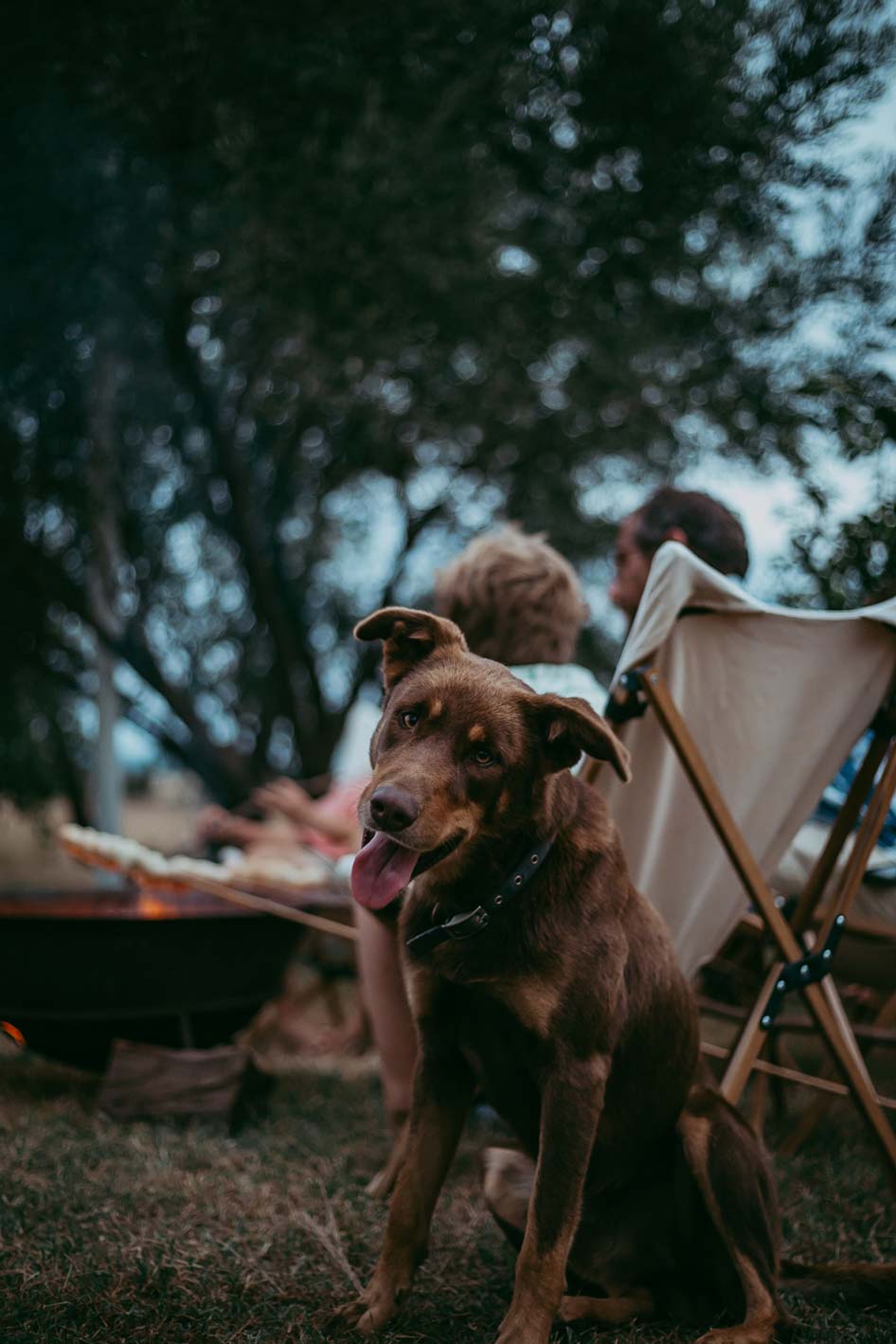 dog-camping-chair-lifestyle-taken-by-Paulina-Eaborn.jpg