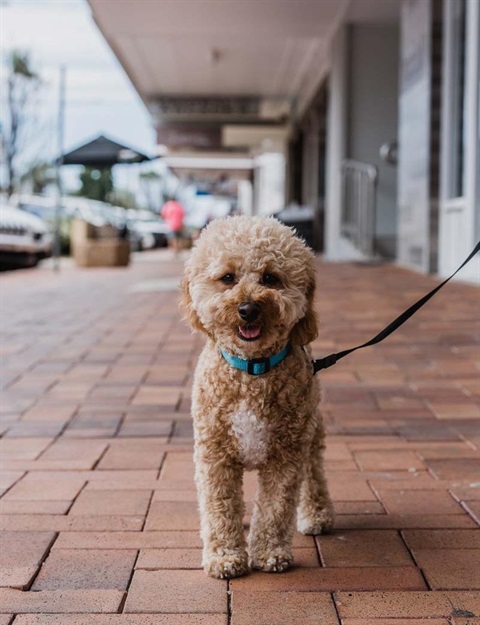 Dog-on-Main-Street-Goondiwindi---Rachel-Walker.jpg