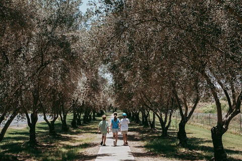 Inglewood Olive Walkway - Paulina Eaborn 