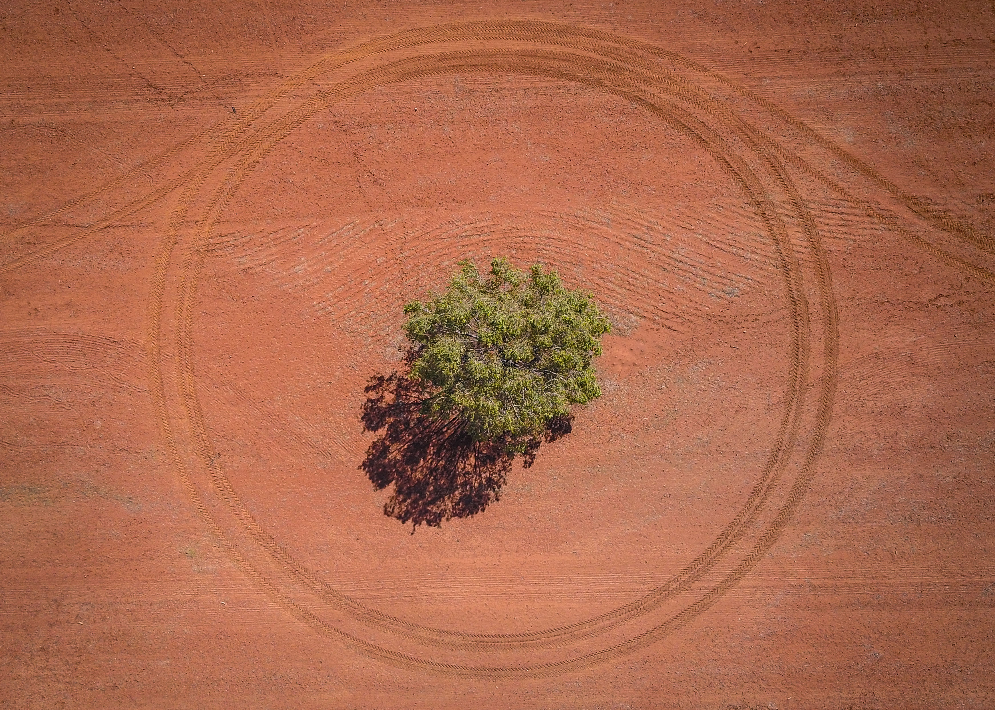 Weengallon - Outback - tree in the middle with circled by tire tracks - Tim Bateup.jpg